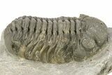 Detailed Morocops Trilobite - Large Specimen #273417-3